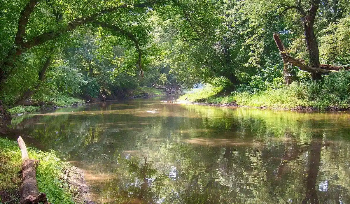 A tranquil forest stream with green trees and dappled sunlight reflecting on the calm water