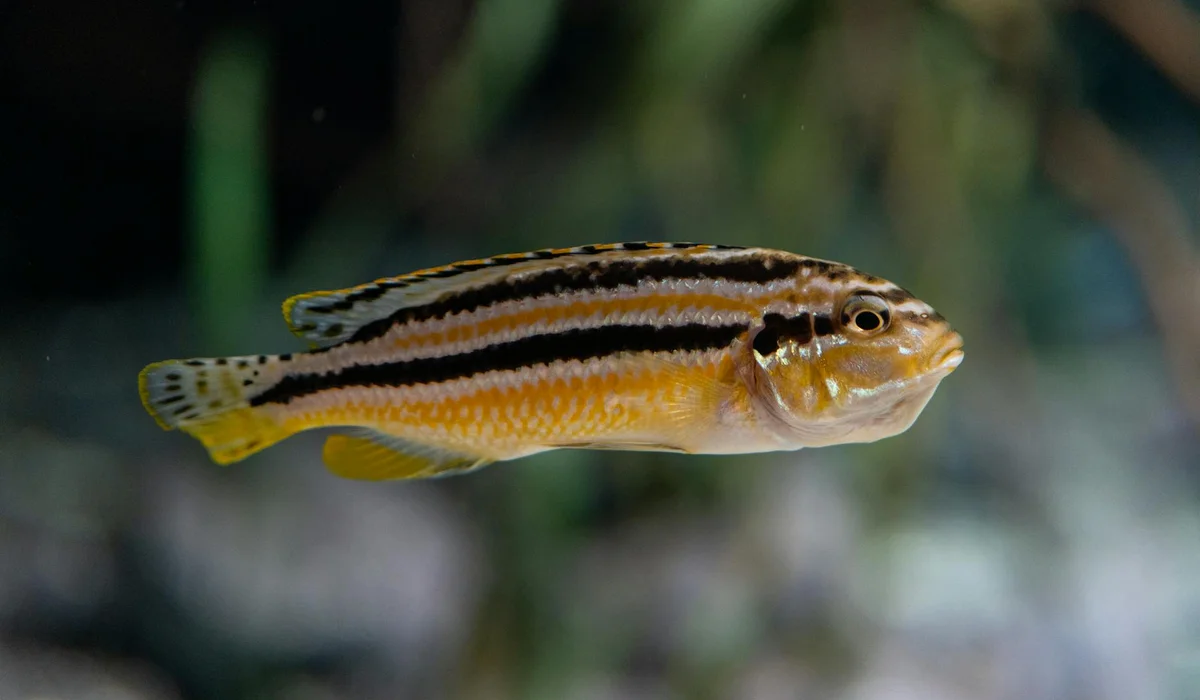 Close-up of a small colorful freshwater fish swimming in an aquarium