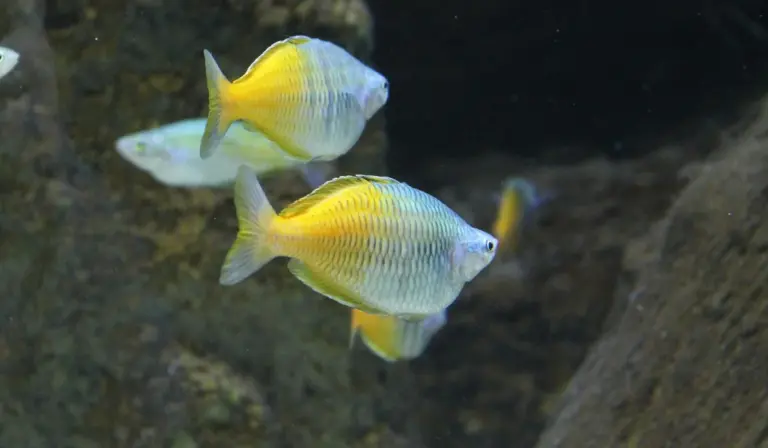 Two tropical freshwater fish with yellow bodies and blue markings swimming in an aquarium