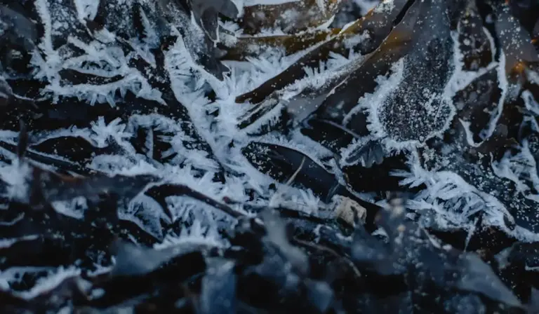 Close-up of frost crystals on dark leaves