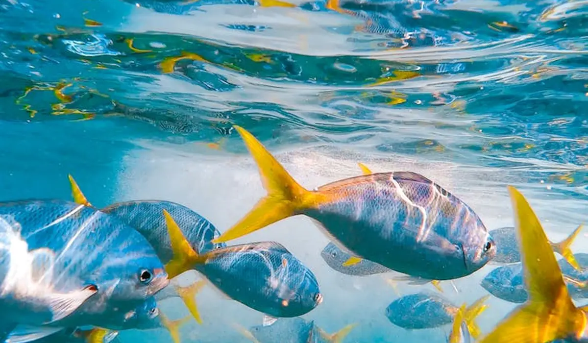 Underwater scene of small tropical fry (baby fish) swimming in clear blue water, illustrating early feeding behavior.