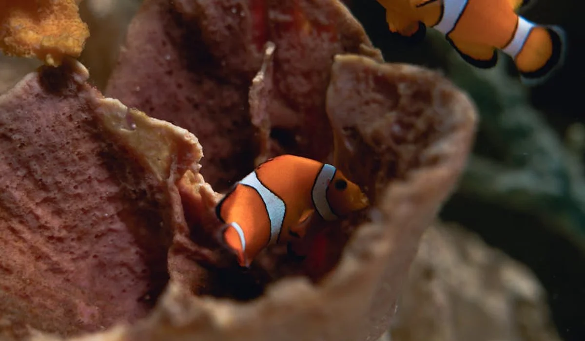 Clownfish swimming among rocks in a saltwater aquarium, illustrating tank setup and preparation