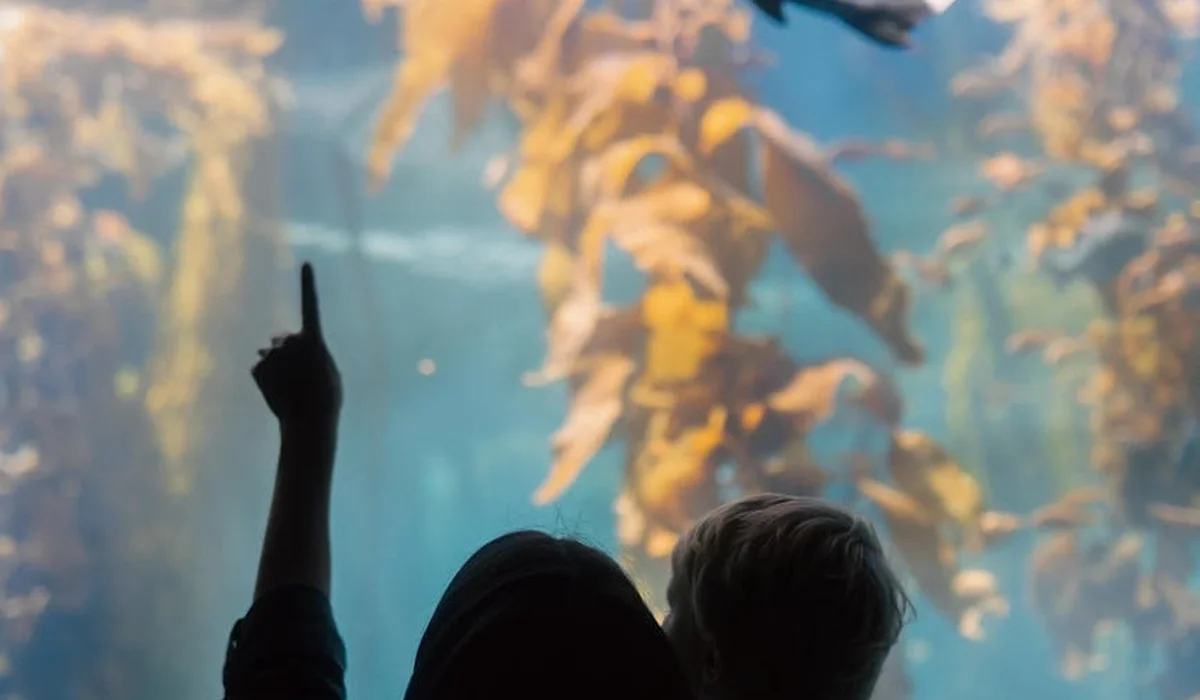 Two silhouetted figures observe a large aquarium with green and yellow aquatic plants.