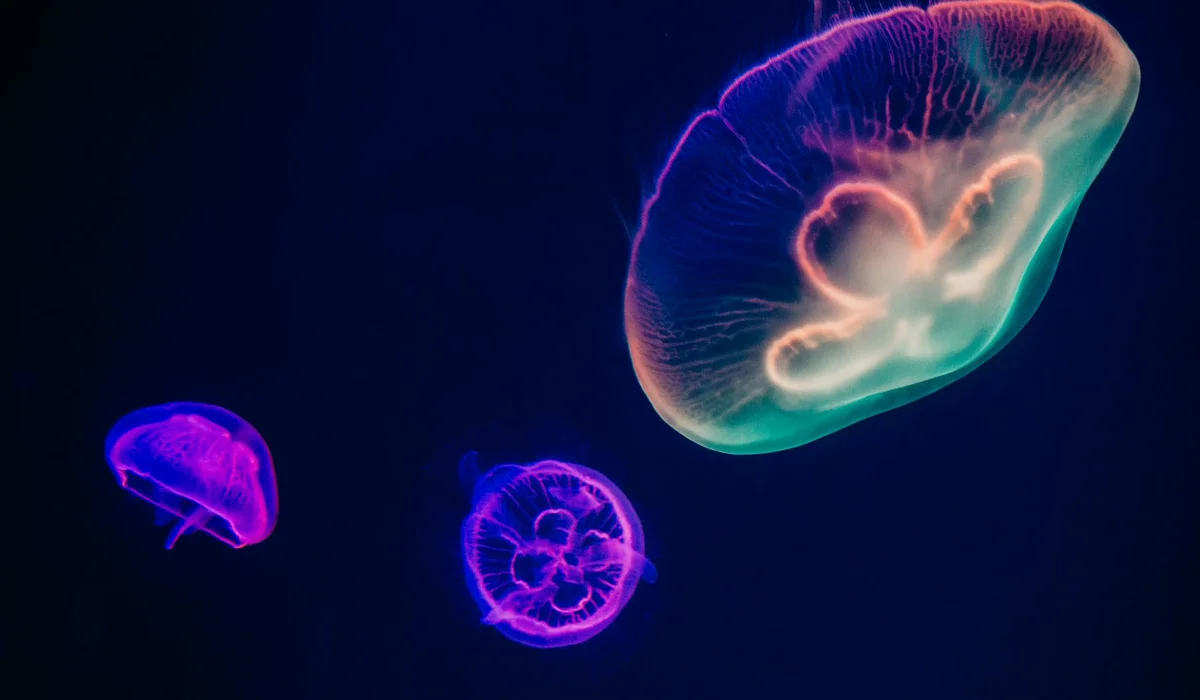 Three glowing jellyfish float in a dark blue aquarium.