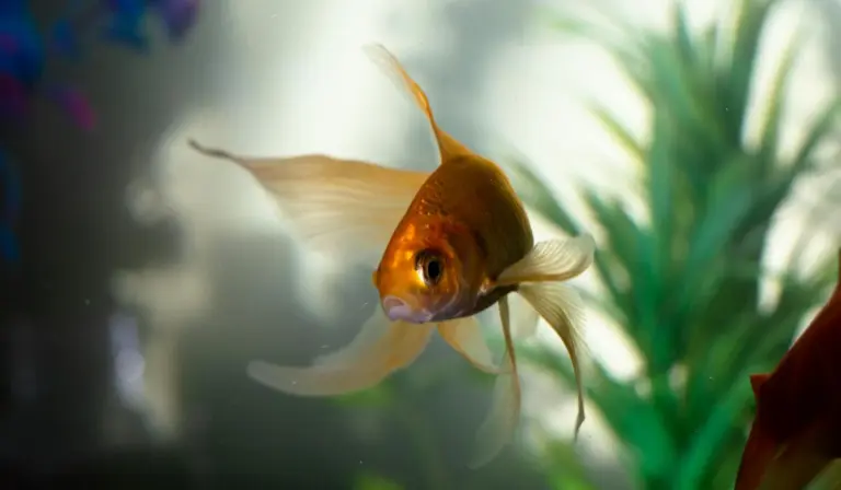 Goldfish swimming in an aquarium with green plants in the background, illustrating a typical setup where a heater may be used.