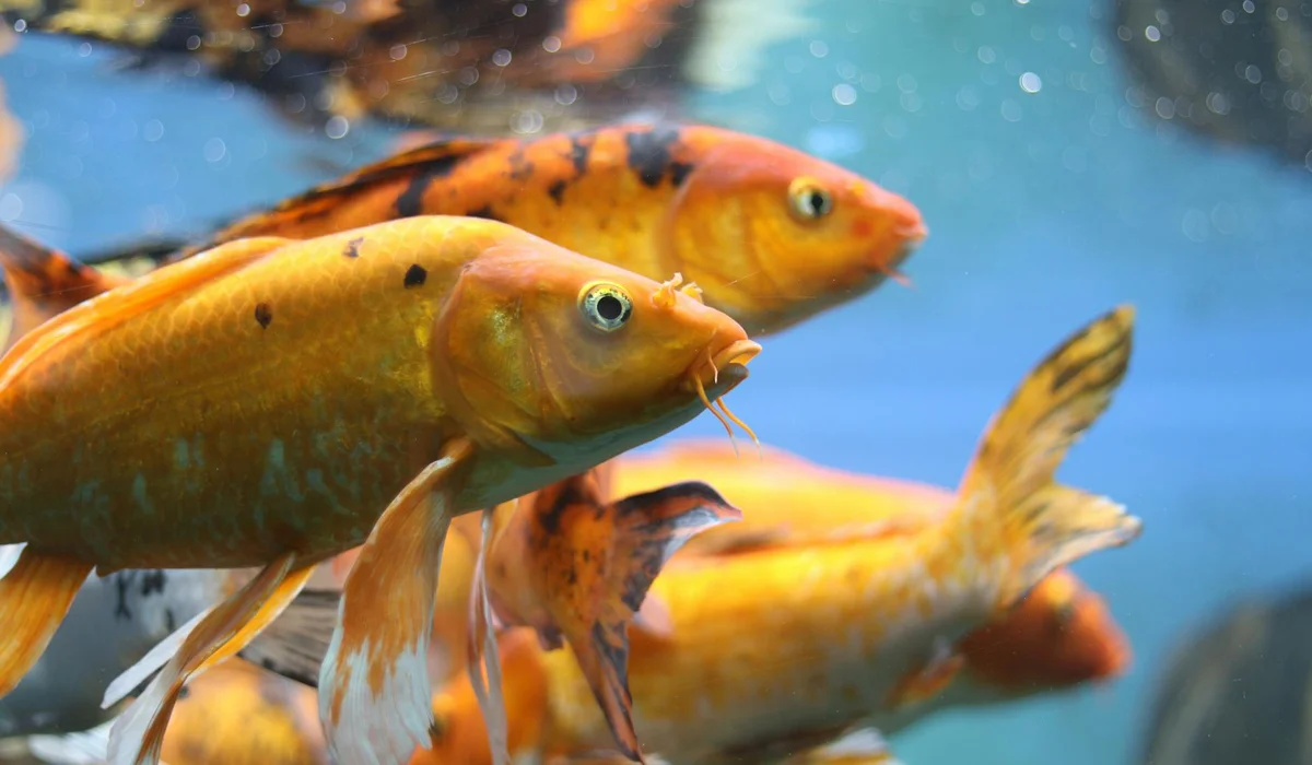 Close-up of orange goldfish swimming in a clear aquarium during maintenance