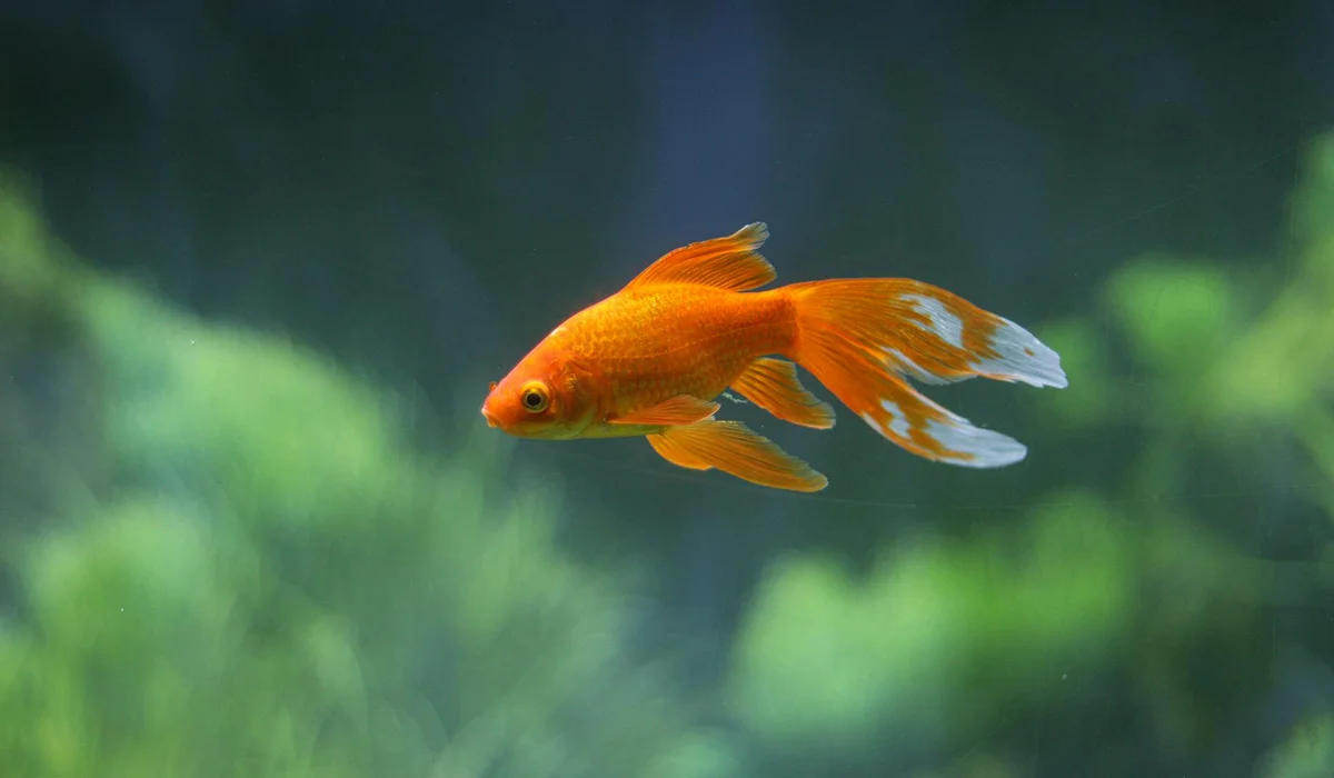 Orange goldfish swimming in a clear aquarium with a softly blurred green background.