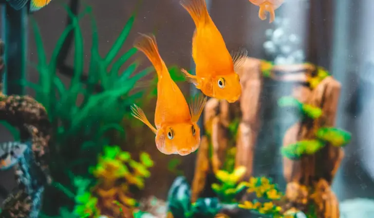 Two orange goldfish swimming among green aquatic plants in a well-lit home aquarium.