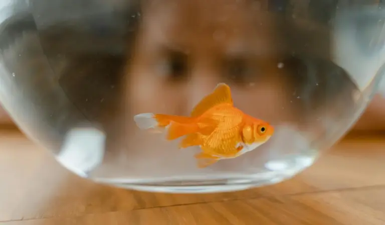 Orange goldfish swimming in a clear glass bowl on a wooden surface