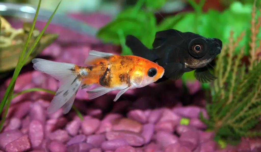 Goldfish Bowl Blues: 10 Persistent Goldfish Myths Debunked by Science