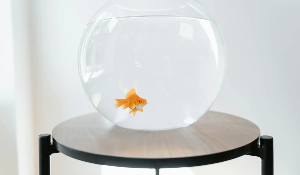A goldfish in a small glass bowl on a wooden stand, illustrating a minimal setup with limited temperature stability.