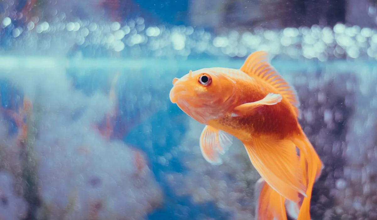 Orange goldfish swimming in a clear aquarium with bubbles and a blue background.