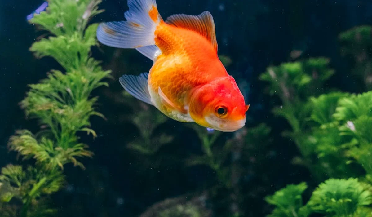 A bright orange goldfish swimming in a lush, planted aquarium.