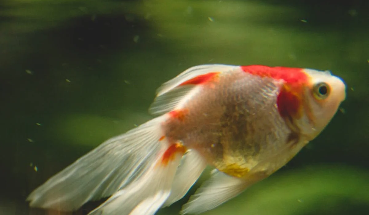 Goldfish with white body and red-orange markings swimming in a freshwater aquarium with a green blurred background.