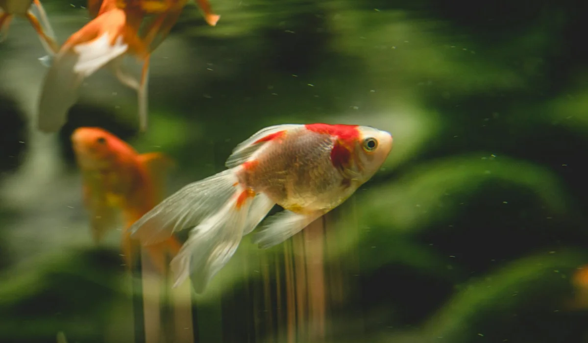 Goldfish with white and red markings swimming in a clear aquarium with green plants in the background