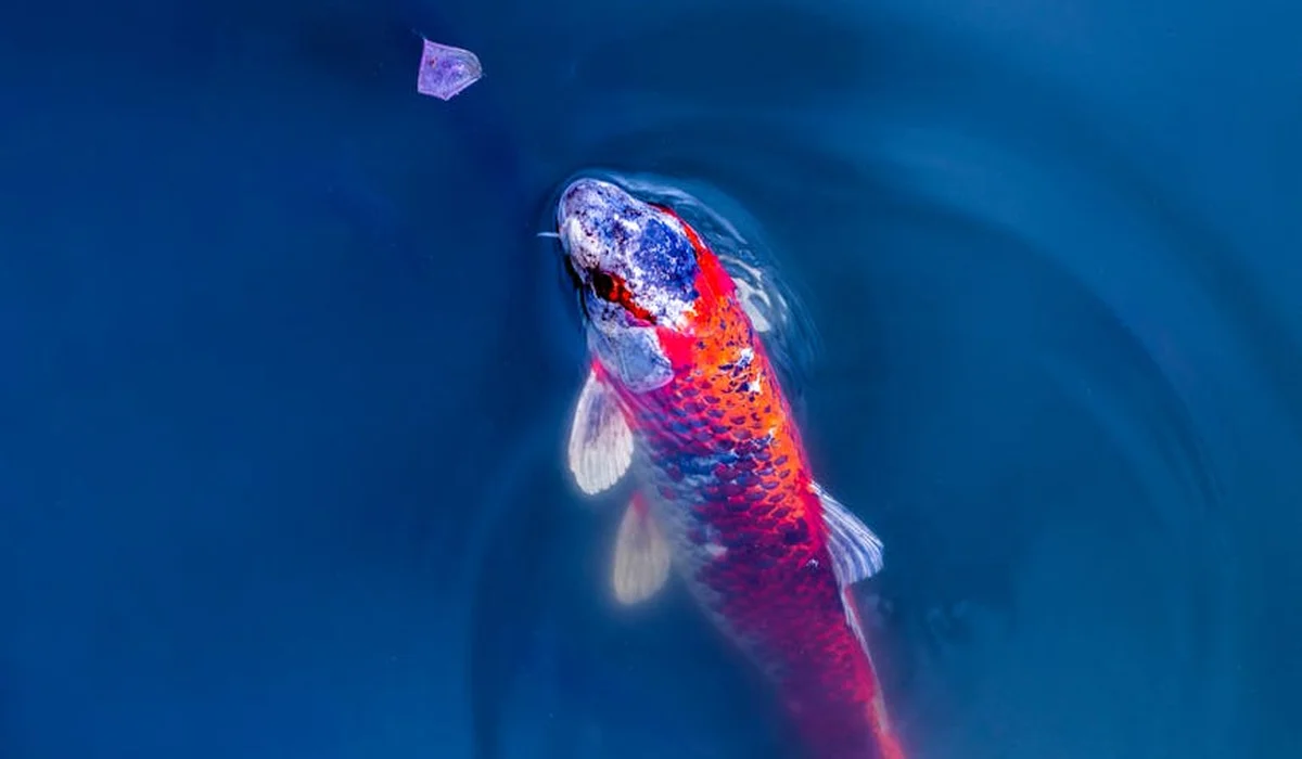 Bright orange goldfish with white fins swimming in a deep blue bowl.