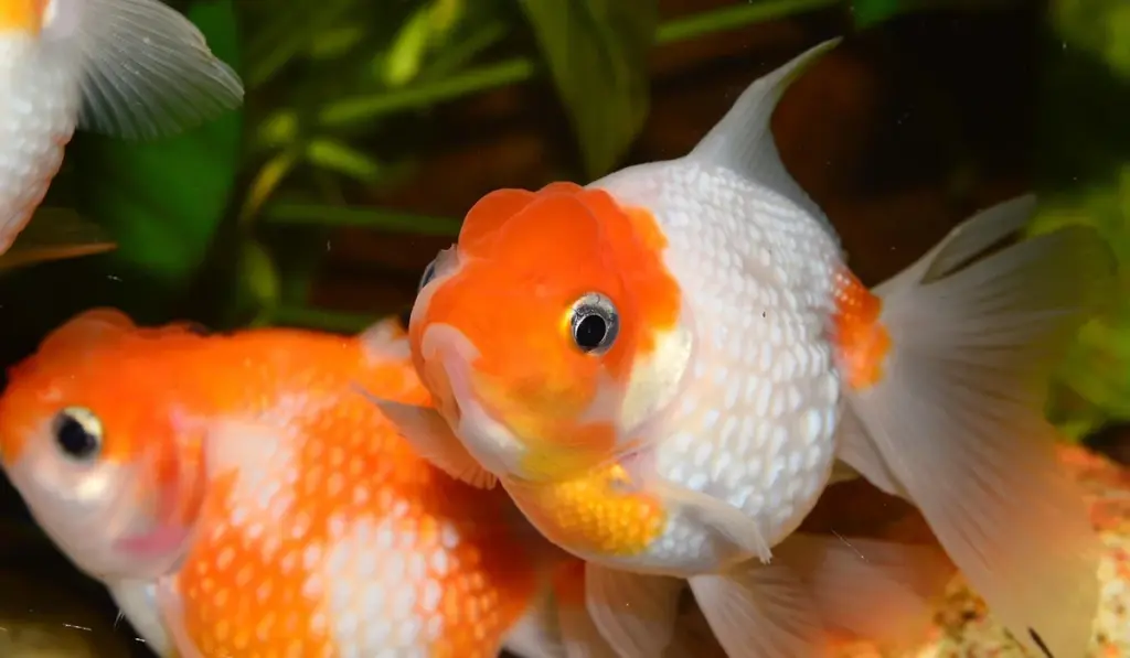 Fish Food Face-Off: Decoding Flakes, Pellets, and Gels for a Thriving Aquarium