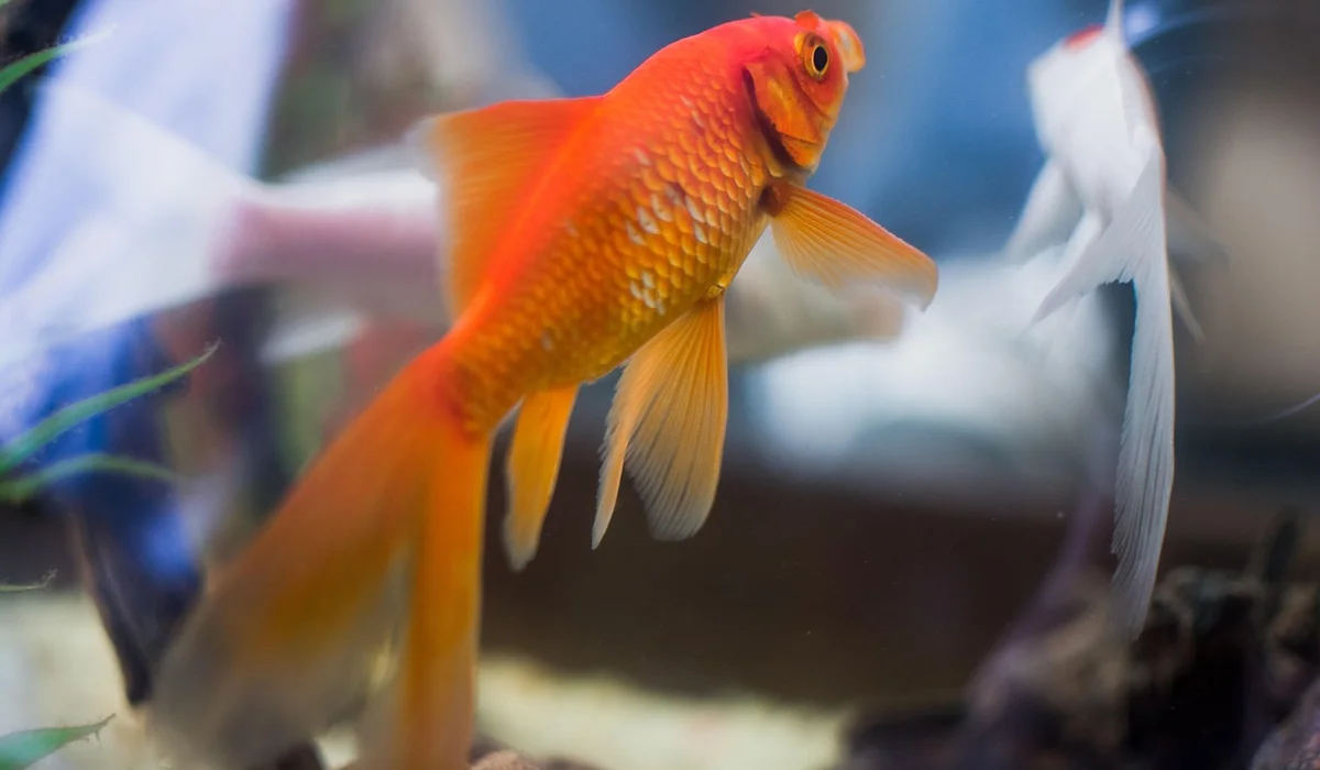 Bright orange goldfish swimming in a glass aquarium