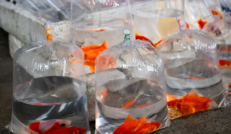 Goldfish swimming inside clear plastic bags filled with water, arranged on a surface