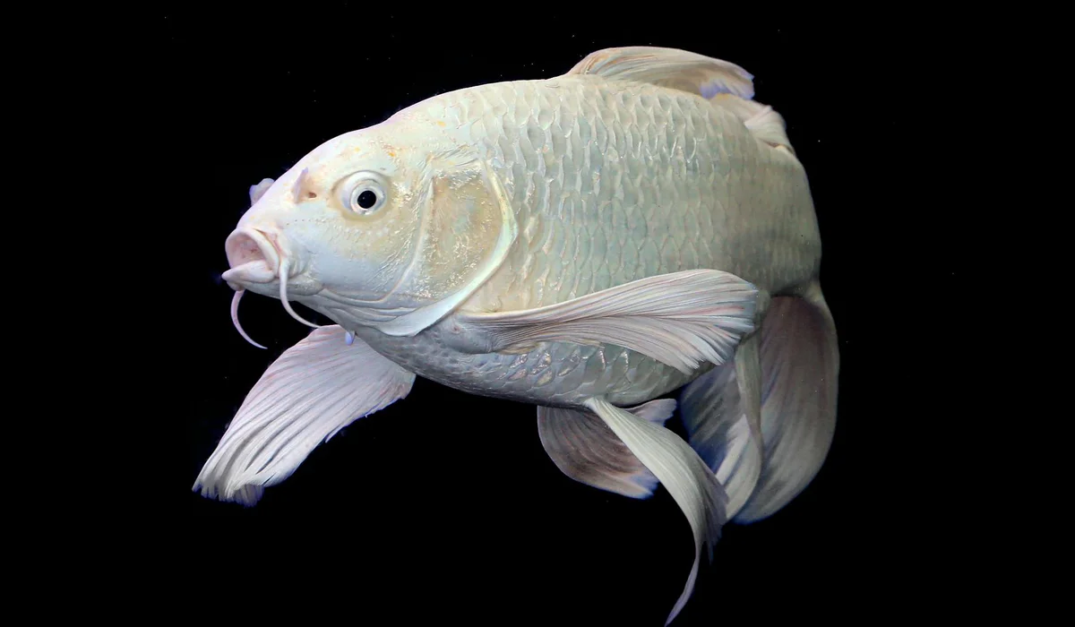 Pale white goldfish swimming against a black background with flowing fins.