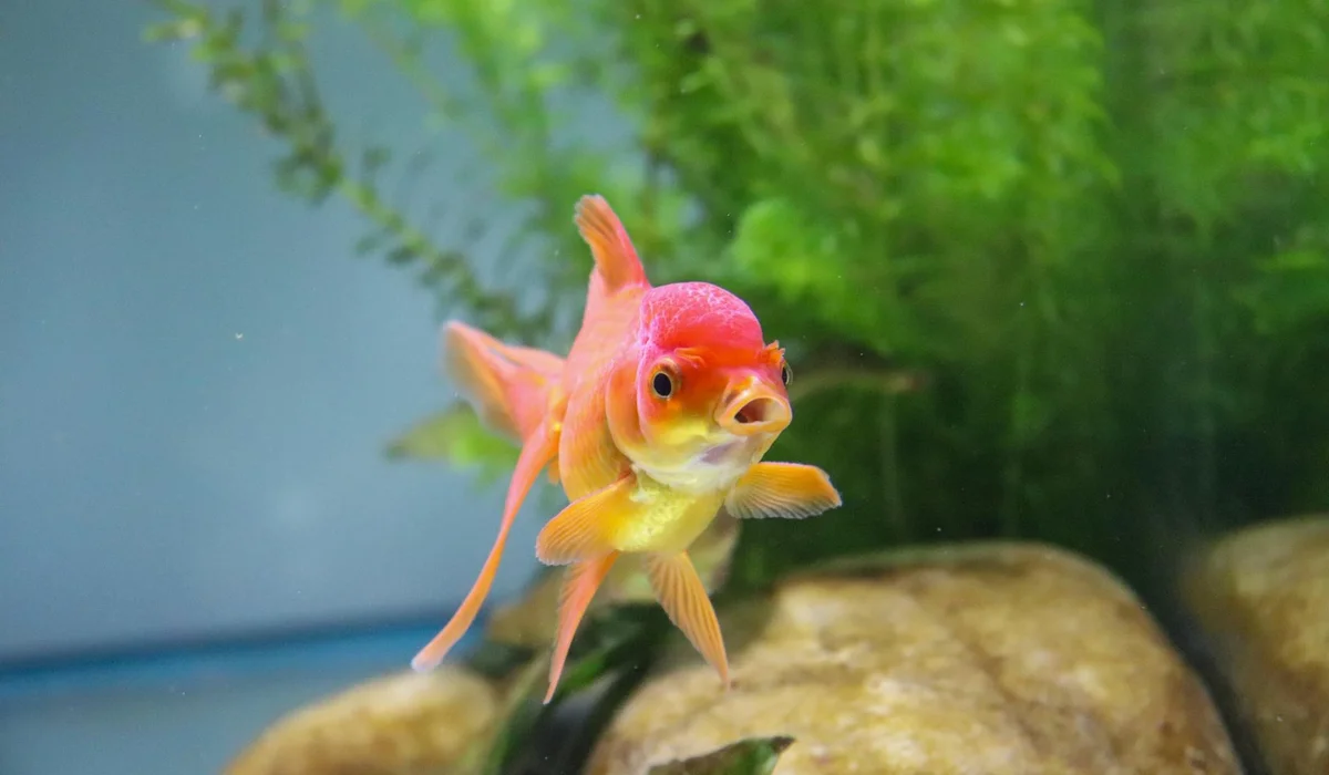 Orange goldfish swimming amid rocks and aquatic plants in a planted aquarium.
