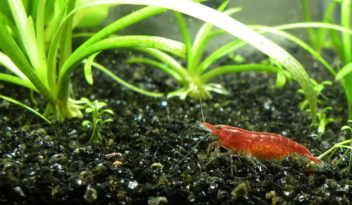 Close-up of a red shrimp on dark gravel with bright green aquatic plants in a planted aquarium