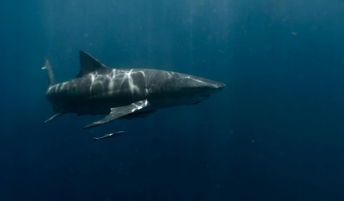 A massive great white shark swims through deep blue water, with sunlight patterns shimmering on its body.