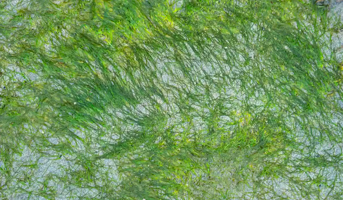 Close-up of bright green filamentous hair algae forming a tangled mat on aquarium surfaces.