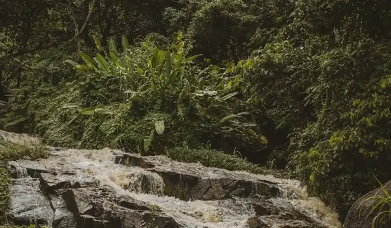 Forest scene with a rocky, cascading stream and dense green foliage