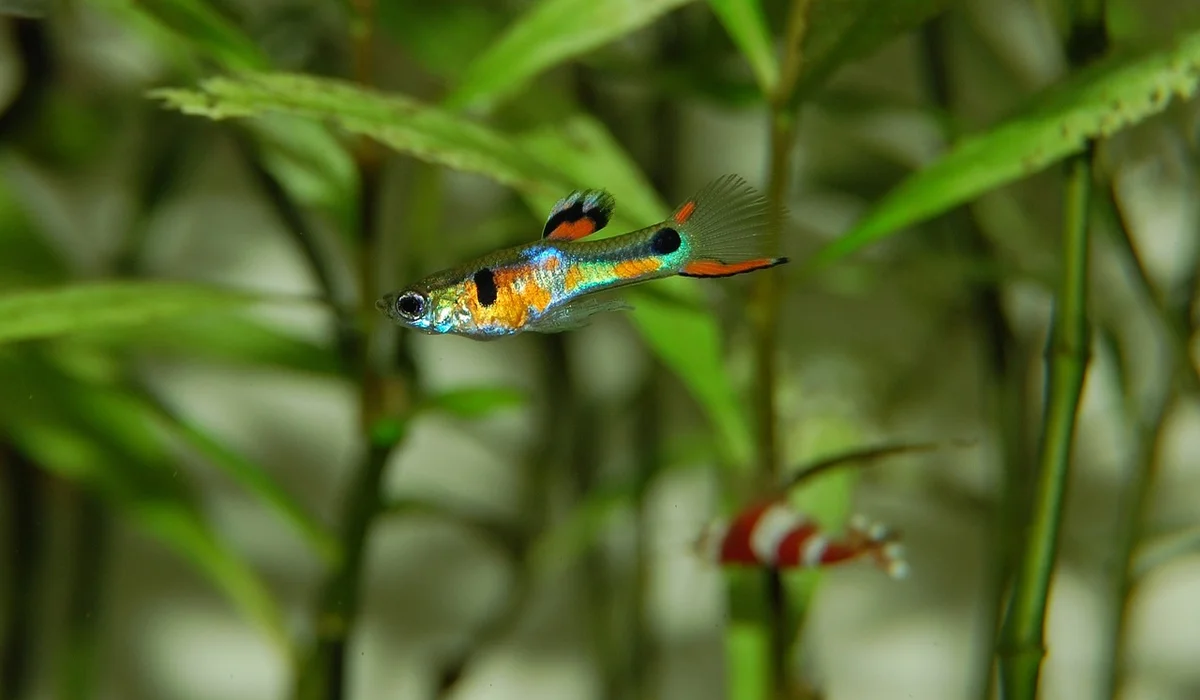 Vibrant male guppy with blue, orange, and black markings swimming among green aquatic plants in an aquarium.