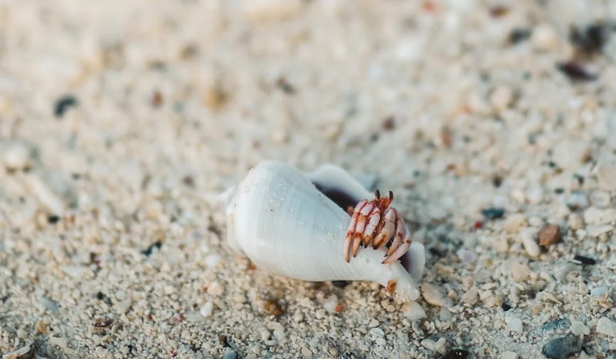 Close-up of a hermit crab partially emerging from a white seashell on sandy beach.