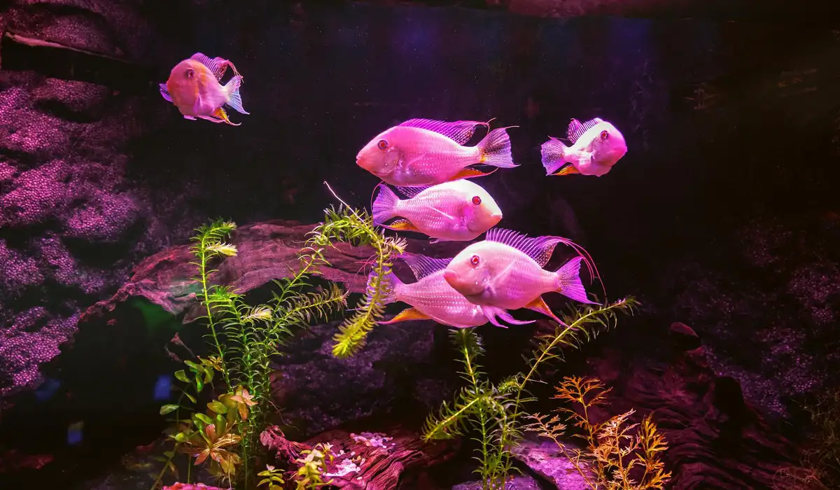 Group of pink ornamental fish swimming among lush aquatic plants in a planted freshwater aquarium.