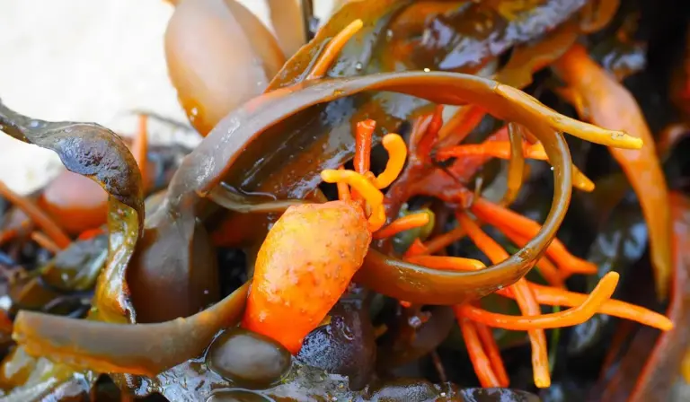 Close-up of tangled orange and brown algae-like organisms in a marine aquarium, illustrating non-snail hitchhikers.