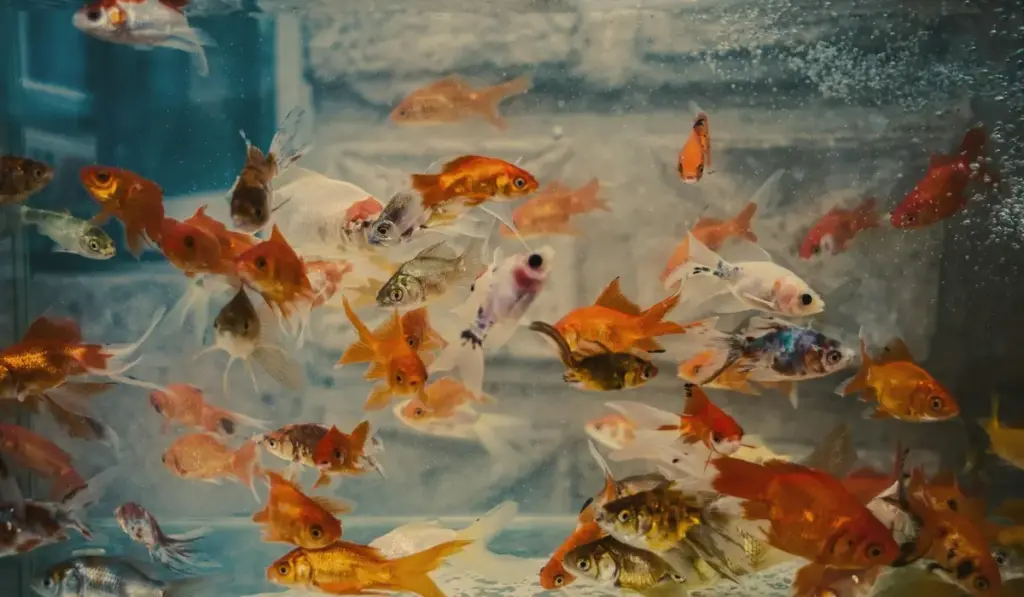 Your First Aquarium: A Simple, Step-by-Step Guide to Building a Thriving Home Tank