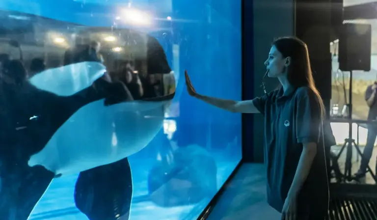 A person stands in front of a large aquarium, touching the outer glass as a beluga whale swims near the pane.