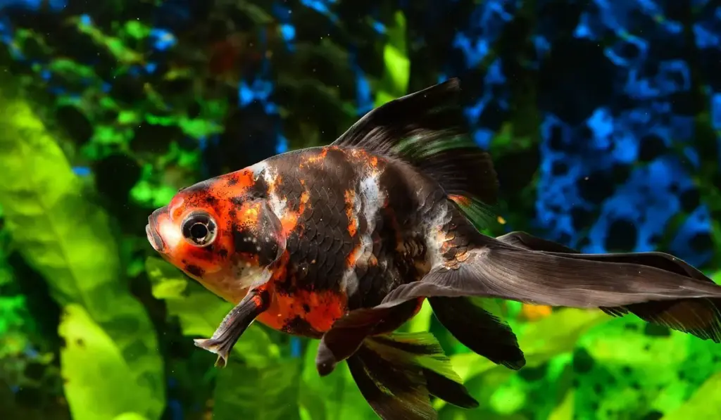 The Nitrogen Cycle: Your New Aquarium’s Invisible Lifeline