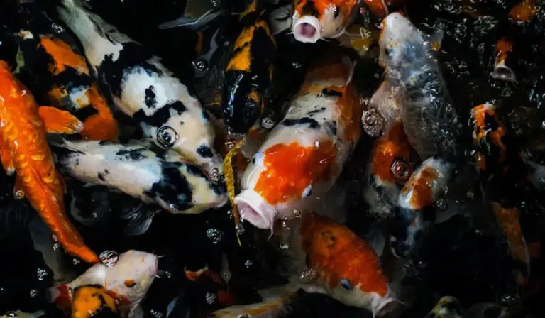 A group of koi fish in a pond, some displaying white spots that resemble ich disease on their bodies.