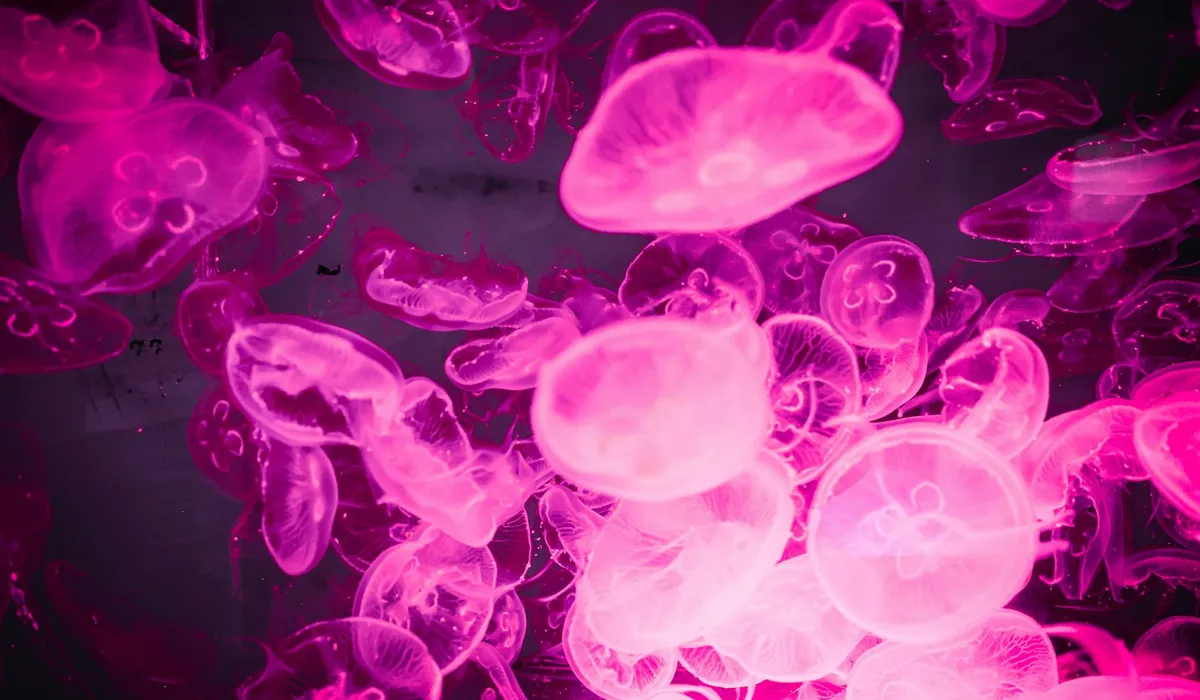 Pink jellyfish glowing in a purple-lit aquarium.