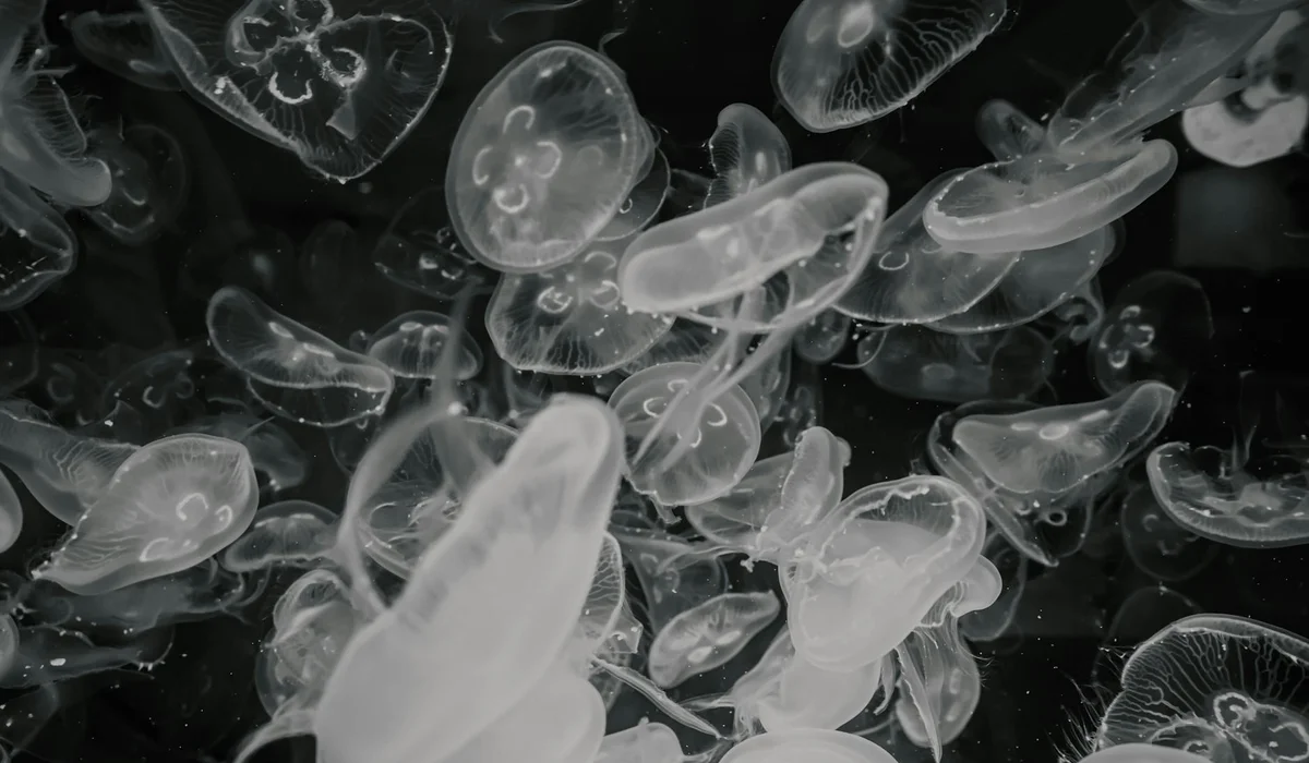 Clear jellyfish floating in a dark aquarium