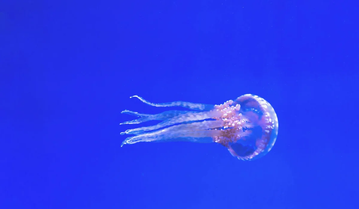 Translucent jellyfish with long trailing tentacles swimming in a blue aquarium