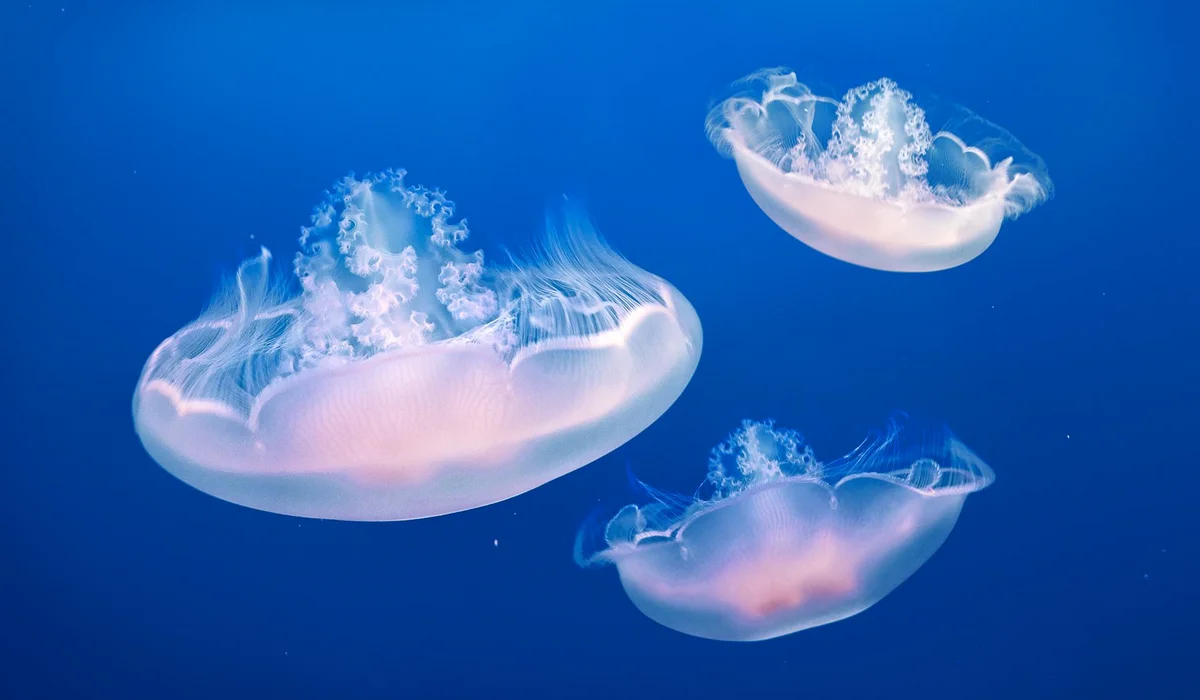 Three jellyfish drifting in clear blue aquarium water