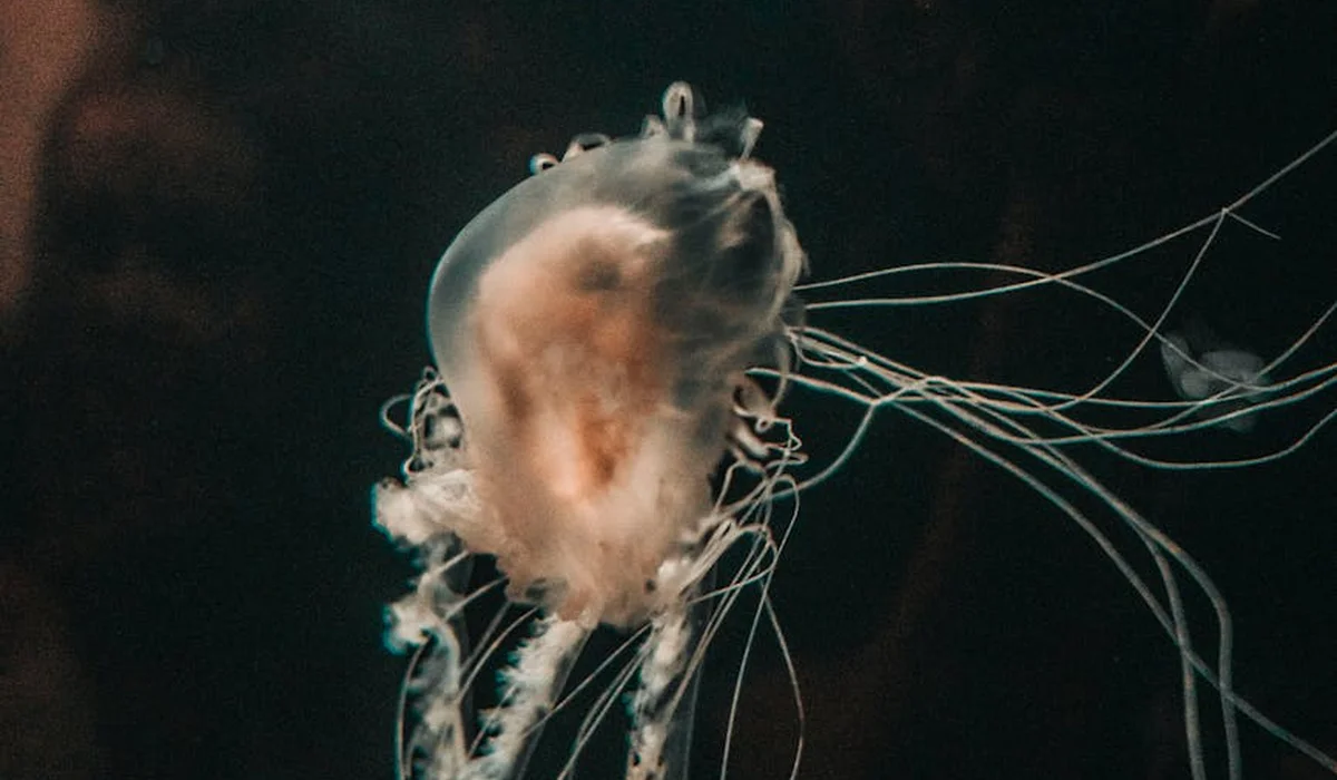 A translucent jellyfish with long, trailing tentacles drifting in dark water.