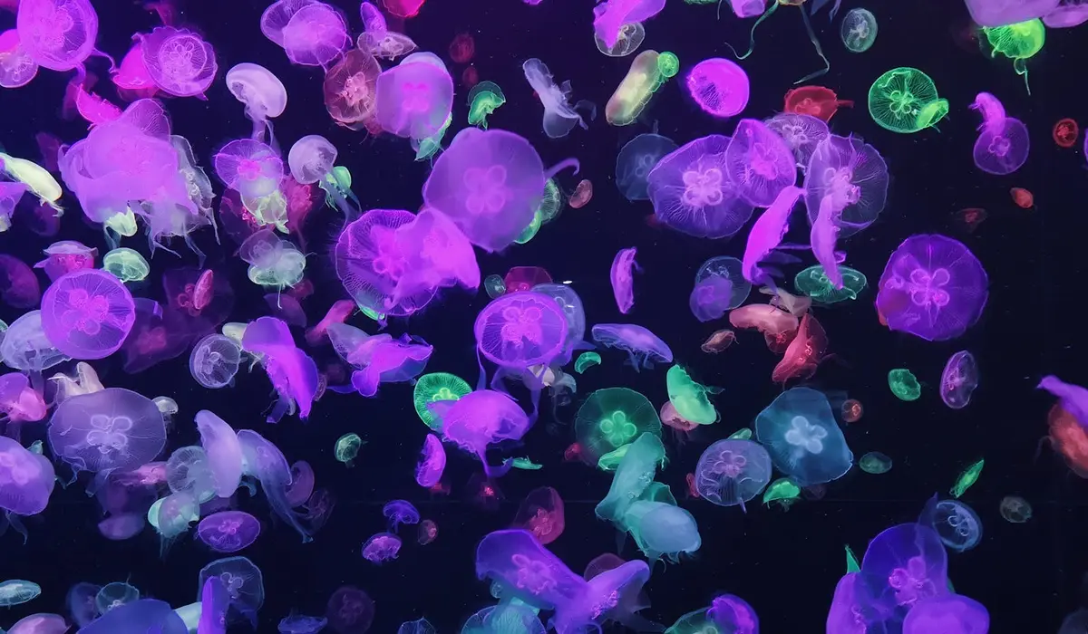 Neon-lit jellyfish swimming in a dark aquarium, glowing purple, pink, and green hues.