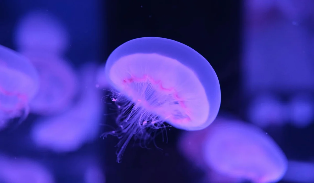 Blue-lit home aquarium with a jellyfish