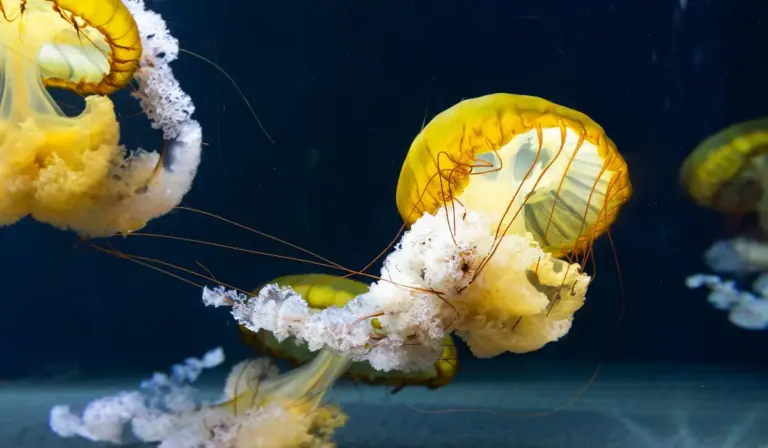 Yellow jellyfish with long tentacles swimming in an aquarium