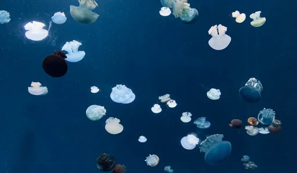 Acrylic vs. Glass Aquariums: The Brutally Honest Breakdown You Need