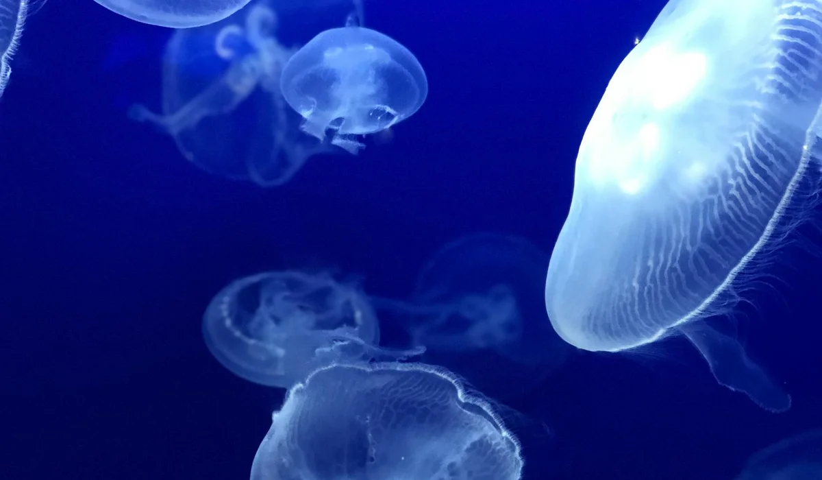 Blue-lit aquarium containing several translucent jellyfish