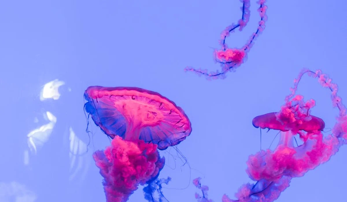 Pink and purple jellyfish drifting in a blue-tinted aquarium