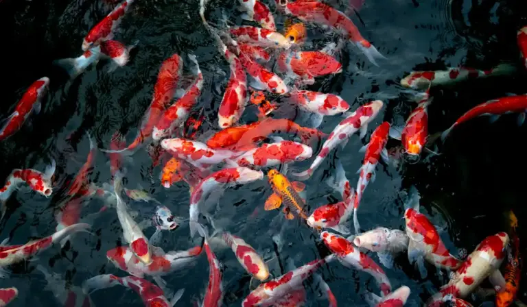 Colorful koi fish in a pond, displaying red, white, orange patterns, swimming among dark water and reflections.