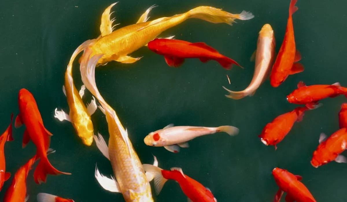 Colorful koi fish swimming in an aquarium